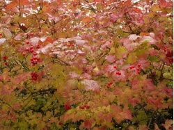 Viorne obier - Viburnum opulus - Haie champetre  - Pepiniere Alsace - Vegetal Local Nord Est - Bio - Jardin forêt comestible - fruitier - permaculture