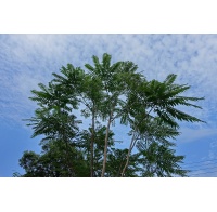 Arbre-salade-acajou-de-chine_Toona_sinensis - Haie champetre  - Pepiniere Alsace - Vegetal Local Nord Est- Bio - Jardin forêt comestible - fruitier - permaculture