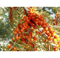 argousier_Hippophae rhamnoides_Haie champetre  - Pepiniere Alsace - Vegetal Local Nord Est- Bio - Jardin forêt comestible - fruitier - permaculture