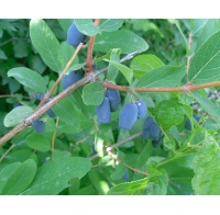 Chèvrefeuille comestible – Baie de mai ‘Kalinka’ - Lonicera kamtchatika - Haie champetre  - Pepiniere Alsace - Vegetal Local Nord Est - Bio - Jardin forêt comestible - fruitier - permaculture