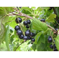 Cassissier ‘Noir de Bourgogne’ - Ribes nigrum - Haie champetre  - Pepiniere Alsace - Vegetal Local Nord Est - Bio - Jardin forêt comestible - fruitier - permaculture
