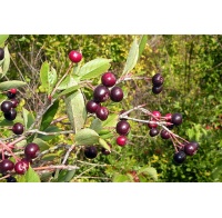 aronie_a_feuille_de_prunier_aron_aronia_prunifolia_aron_Haie champetre  - Pepiniere Alsace - Vegetal Local Nord Est- Bio - Jardin forêt comestible - fruitier - permaculture