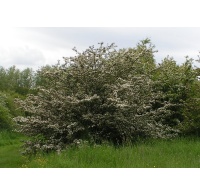 Aubépine monogyne - Crataegus monogyna  - Haie champetre  - Pepiniere Alsace - Vegetal Local Nord Est - Bio - Jardin forêt comestible - fruitier - permaculture