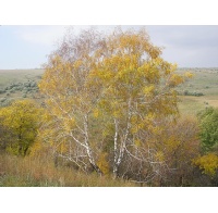 Bouleau- Betula pendula - Haie champetre  - Pepiniere Alsace - Vegetal Local Nord Est - Bio - Jardin forêt comestible - fruitier - permaculture