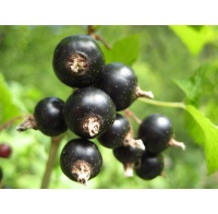 Cassissier ‘Arno’ - Ribes nigrum - Haie champetre  - Pepiniere Alsace - Vegetal Local Nord Est - Bio - Jardin forêt comestible - fruitier - permaculture