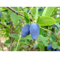 Chèvrefeuille comestible – Baie de mai ‘Edulis’ - Lonicera caerulea  - Haie champetre  - Pepiniere Alsace - Vegetal Local Nord Est - Bio - Jardin forêt comestible - fruitier - permaculture