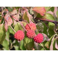 Cornouiller de Chine - Cornus kousa chinensis - Haie champetre  - Pepiniere Alsace - Vegetal Local Nord Est - Bio - Jardin forêt comestible - fruitier - permaculture