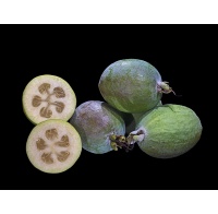 Goyavier du Brésil (variété commune) - Feijoa sellowiana  - Haie champetre  - Pepiniere Alsace - Vegetal Local Nord Est - Bio - Jardin forêt comestible - fruitier - permaculture