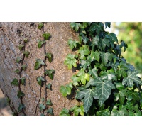 Lierre grimpant - Hedera helix - Haie champetre  - Pepiniere Alsace - Vegetal Local Nord Est - Bio - Jardin forêt comestible - fruitier - permaculture
