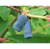 Chèvrefeuille comestible – Baie de mai ‘Blue velvet’ - Lonicera kamtchatika - Haie champetre  - Pepiniere Alsace - Vegetal Local Nord Est - Bio - Jardin forêt comestible - fruitier - permaculture