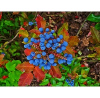 Mahonia à feuilles de houx - Berberis aquifolium - Haie champetre  - Pepiniere Alsace - Vegetal Local Nord Est - Bio - Jardin forêt comestible - fruitier - permaculture