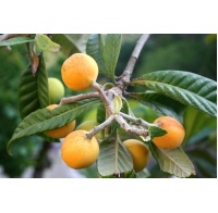 Néflier du Japon - Eriobotrya japonica - Haie champetre  - Pepiniere Alsace - Vegetal Local Nord Est - Bio - Jardin forêt comestible - fruitier - permaculture