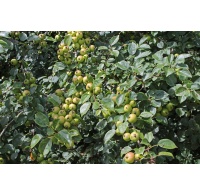 Pommier sauvage - Malus sylvestris - Haie champetre  - Pepiniere Alsace - Vegetal Local Nord Est - Bio - Jardin forêt comestible - fruitier - permaculture