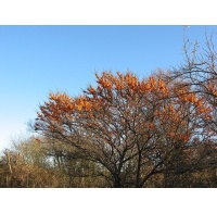 argousier-hergo-femelle-Hippophae-rhamnoides- Haie champetre  - Pepiniere Alsace - Vegetal Local Nord Est- Bio - Jardin forêt comestible - fruitier - permaculture 