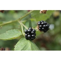 Mûrier noir – Ronce issue de variétés sauvages - Rubus fruticosus sp. 'Darrow' - Haie champetre  - Pepiniere Alsace - Vegetal Local Nord Est - Bio - Jardin forêt comestible - fruitier - permaculture