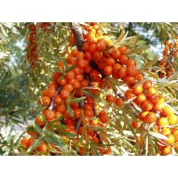 argousier_Hippophae rhamnoides_Haie champetre  - Pepiniere Alsace - Vegetal Local Nord Est- Bio - Jardin forêt comestible - fruitier - permaculture