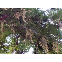 Arbre-salade-acajou-de-chine_Toona_sinensis - Haie champetre  - Pepiniere Alsace - Vegetal Local Nord Est- Bio - Jardin forêt comestible - fruitier - permaculture