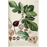 Figuier 'Italia' violette - Ficus carica - Haie champetre  - Pepiniere Alsace - Vegetal Local Nord Est - Bio - Jardin forêt comestible - fruitier - permaculture