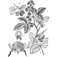 Framboisier 'Glen Coe' - Rubus idaeus - Haie champetre  - Pepiniere Alsace - Vegetal Local Nord Est - Bio - Jardin forêt comestible - fruitier - permaculture