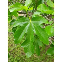 Figuier 'Türkiye' verte - Ficus carica - Haie champetre  - Pepiniere Alsace - Vegetal Local Nord Est - Bio - Jardin forêt comestible - fruitier - permaculture