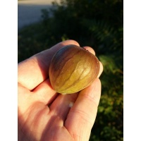 Figuier 'Türkiye' violette - Ficus carica - Haie champetre  - Pepiniere Alsace - Vegetal Local Nord Est - Bio - Jardin forêt comestible - fruitier - permaculture