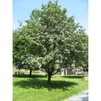 Alisier blanc - Sorbus aria - Haie champetre  - Pepiniere Alsace - Vegetal Local Nord Est - Bio - Jardin forêt comestible - fruitier - permaculture