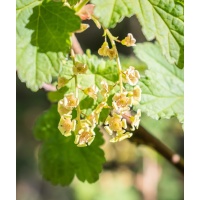 Groseillier à grappes 'Blanches de Versailles' - Ribes sativum - Haie champetre  - Pepiniere Alsace - Vegetal Local Nord Est - Bio - Jardin forêt comestible - fruitier - permaculture
