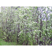 Amelanchier_du_Canada - Haie champetre  - Pepiniere Alsace - Vegetal Local Nord Est- Bio - Jardin forêt comestible - fruitier - permaculture