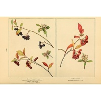 aronie_a_feuille_de_prunier_aronia_prunifolia_Haie champetre  - Pepiniere Alsace - Vegetal Local Nord Est- Bio - Jardin forêt comestible - fruitier - permaculture