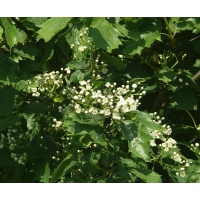 Alisier torminal - Sorbus torminalis- Haie champetre - Pepiniere Alsace - Vegetal Local Nord Est- Bio