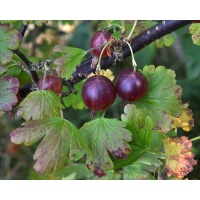 Groseillier à maquereau 'Rouge Freedonia' (sans épine) - Ribes uva-crispa  - Haie champetre  - Pepiniere Alsace - Vegetal Local Nord Est - Bio - Jardin forêt comestible - fruitier - permaculture