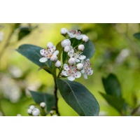 aronie_a_feuille_de_prunier_Nero_aronia_prunifolia_Nero_Haie champetre  - Pepiniere Alsace - Vegetal Local Nord Est- Bio - Jardin forêt comestible - fruitier - permaculture