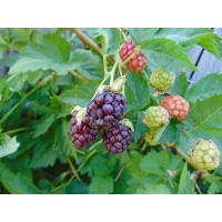Mûroisier – Ronce hybride mûre-framboise - Rubus Hybris 'Loganberry' - Haie champetre  - Pepiniere Alsace - Vegetal Local Nord Est - Bio - Jardin forêt comestible - fruitier - permaculture