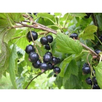 Cassissier ‘Noir de Bourgogne’ - Ribes nigrum - Haie champetre  - Pepiniere Alsace - Vegetal Local Nord Est - Bio - Jardin forêt comestible - fruitier - permaculture