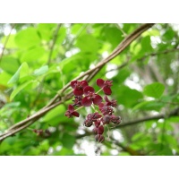 Vigne chocolat - Akébie pentaphylla - Akebia x pentaphylla - Haie champetre  - Pepiniere Alsace - Vegetal Local Nord Est - Bio - Jardin forêt comestible - fruitier - permaculture