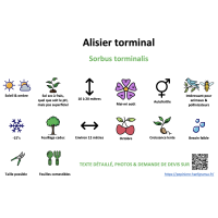 alisier_torminal- résumé
