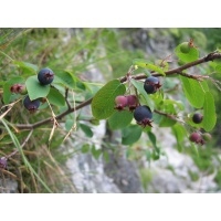 Amelanchier bas amelanchier humilis Haie champetre  - Pepiniere Alsace - Vegetal Local Nord Est- Bio - Jardin forêt comestible - fruitier - permaculture 