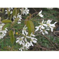 Amelanchier_du_Canada - Haie champetre  - Pepiniere Alsace - Vegetal Local Nord Est- Bio - Jardin forêt comestible - fruitier - permaculture