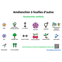 Amélanchier à feuilles d'Aulne _ résumé