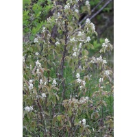 Amelanchier bas amelanchier humilis Haie champetre  - Pepiniere Alsace - Vegetal Local Nord Est- Bio - Jardin forêt comestible - fruitier - permaculture 