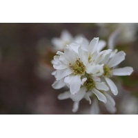 Amelanchier bas amelanchier humilis Haie champetre  - Pepiniere Alsace - Vegetal Local Nord Est- Bio - Jardin forêt comestible - fruitier - permaculture 