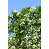 Amelanchier a feuilles ovales - Haie champetre  - Pepiniere Alsace - Vegetal Local Nord Est- Bio - Jardin forêt comestible - fruitier - permaculture