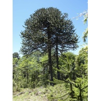 Désespoir des singes - Araucaria araucana - Haie champetre  - Pepiniere Alsace - Vegetal Local Nord Est - Bio - Jardin forêt comestible - fruitier - permaculture