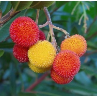 Arbousier_Arbre_aux_fraises_Atlantica_Arbutus_Unedo_Haie champetre  - Pepiniere Alsace - Vegetal Local Nord Est- Bio - Jardin forêt comestible - fruitier - permaculture