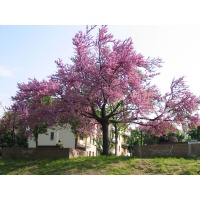 arbre-de-judee_Cercis_siliquastrum - Haie champetre  - Pepiniere Alsace - Vegetal Local Nord Est- Bio - Jardin forêt comestible - fruitier - permaculture