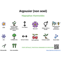argousier - résumé
