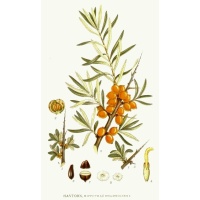 Argousier_male_pollmix_hippophae_rhamnoides_Haie champetre  - Pepiniere Alsace - Vegetal Local Nord Est- Bio - Jardin forêt comestible - fruitier - permaculture