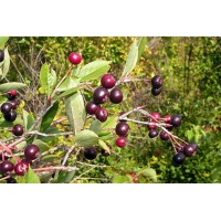 aronie_a_feuille_de_prunier_aron_aronia_prunifolia_aron_Haie champetre  - Pepiniere Alsace - Vegetal Local Nord Est- Bio - Jardin forêt comestible - fruitier - permaculture