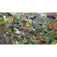 aronie_a_feuille_de_prunier_aronia_prunifolia_Haie champetre  - Pepiniere Alsace - Vegetal Local Nord Est- Bio - Jardin forêt comestible - fruitier - permaculture