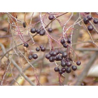 aronie_a_feuille_de_prunier_Nero_aronia_prunifolia_Nero_Haie champetre  - Pepiniere Alsace - Vegetal Local Nord Est- Bio - Jardin forêt comestible - fruitier - permaculture